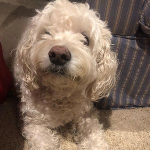 Meet your Posher, Riley